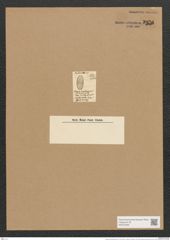 Amphora membranacea W. Sm. (de-Toni-Nr.: Genus 36, Species 1507) Zeichnungen Sammlung Grunow Nr. 2924 (NHMW-BOT-W0370268)
